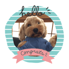 [LINEスタンプ] cockapoo 門くん