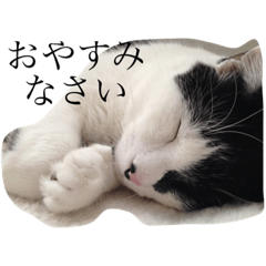 [LINEスタンプ] けんさん（猫）のスタンプ