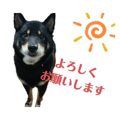 [LINEスタンプ] 黒柴ローズちゃん