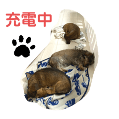 [LINEスタンプ] ミニチュアダックス ワイヤーヘア