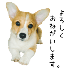 [LINEスタンプ] うちのコーギーてっちゃん