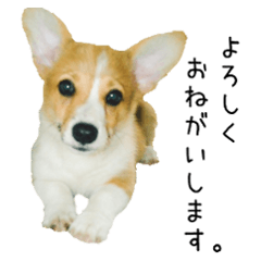 [LINEスタンプ] うちのコーギーてっちゃんの画像（メイン）