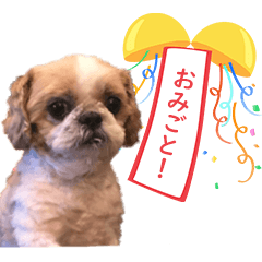 [LINEスタンプ] シーズー大好き1