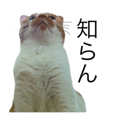 [LINEスタンプ] うちのねこのしらす