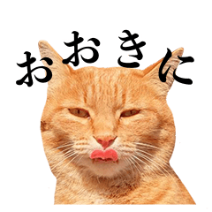[LINEスタンプ] おおきにトラちゃん