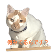 [LINEスタンプ] 我が家の獅子『モカ』