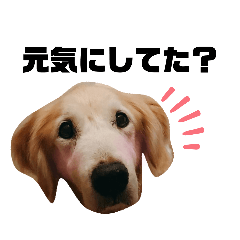 [LINEスタンプ] ゴールデンレトリバー きゃっちゃん