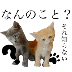 [LINEスタンプ] ちくわとトトロ