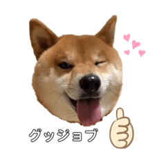 [LINEスタンプ] 柴犬マリンお嬢様 よく使う言葉編