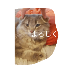 [LINEスタンプ] 猫ノア