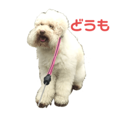 [LINEスタンプ] 毛玉だよー