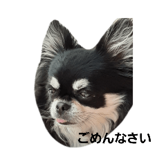 [LINEスタンプ] とと、るる