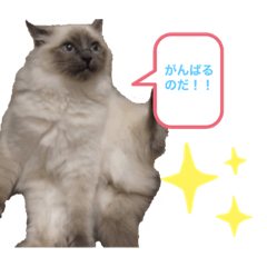 [LINEスタンプ] ラグドール ちーむラグちゃんズ