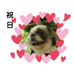 [LINEスタンプ] 我が家のシーズー犬もじゃ 13