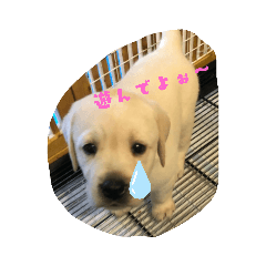 [LINEスタンプ] ラブラドール のあ