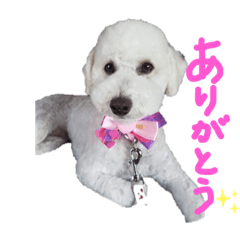 [LINEスタンプ] といぷーくるみちゃん