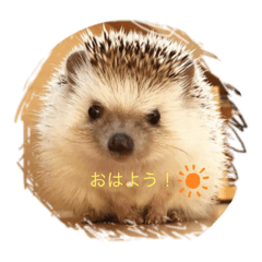 [LINEスタンプ] ハリネズミの、さぼてん＆はり太郎