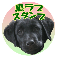 [LINEスタンプ] 黒いラブラドールレトリバーのスタンプ