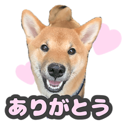 [LINEスタンプ] 柴犬 ぽんた