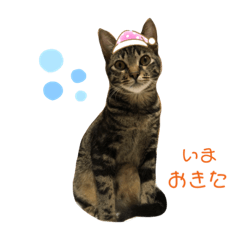 [LINEスタンプ] るーちゃのスタンプ