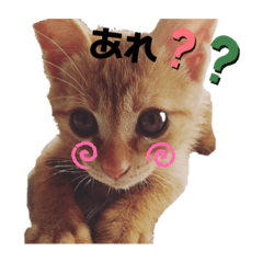 [LINEスタンプ] トトが可愛すぎて(仔猫編)