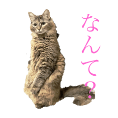 [LINEスタンプ] 猫よりどりみどり
