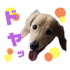 [LINEスタンプ] まいにち はっぴぃ♡4