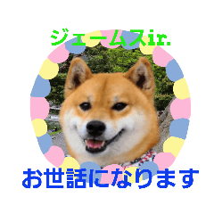 [LINEスタンプ] 柴犬ジェームスjr3