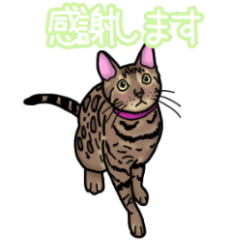 [LINEスタンプ] ベンガル猫シェリー