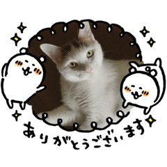 [LINEスタンプ] 箱入り三毛猫うにさん