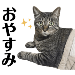 [LINEスタンプ] 人見知り みゅーちゃんスタンプ