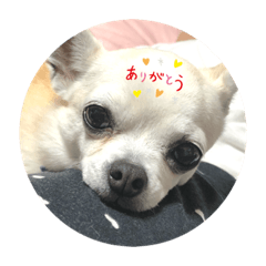 [LINEスタンプ] すむーすちわわのミニさん