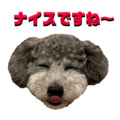 [LINEスタンプ] シルバー トイプードルのLEONちゃん