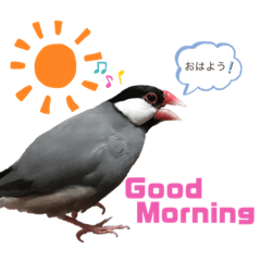 [LINEスタンプ] 文鳥ズ【まとめ】