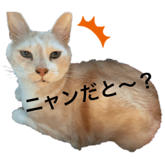 [LINEスタンプ] リラックスねこ☆りーくん