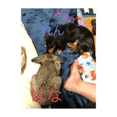 [LINEスタンプ] はなちゃんだよー