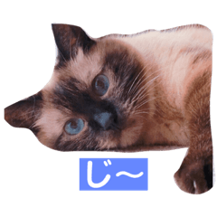 [LINEスタンプ] ねこのみみちゃん