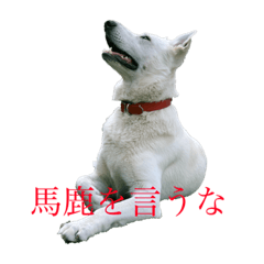 [LINEスタンプ] くーたろとぴーすけ