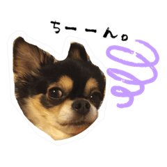 [LINEスタンプ] ふらちゃんスタンプ！！