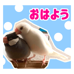 [LINEスタンプ] 文鳥の挨拶