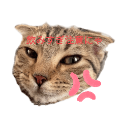 [LINEスタンプ] ミモザさんスタンプ3飲み会篇