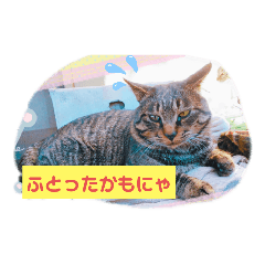[LINEスタンプ] うちのお庭番野良猫