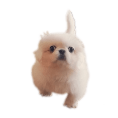 [LINEスタンプ] ぺぺまるくん (に)