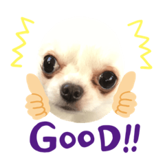 [LINEスタンプ] チワワのちぃちゃん（第3弾）