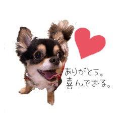 [LINEスタンプ] ふらちゃんスタンプ