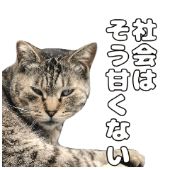 [LINEスタンプ] のら猫 スタンプ