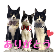 [LINEスタンプ] はちわれキャッツ
