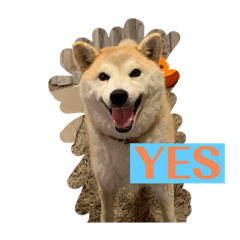 [LINEスタンプ] わんこ きなこ