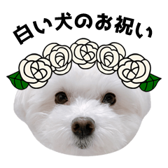 [LINEスタンプ] 白い犬のお祝いの画像（メイン）
