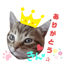 [LINEスタンプ] 金澤家のにゃんずと仲間たちの日常